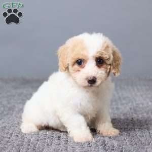 Kate, Bich-Poo Puppy